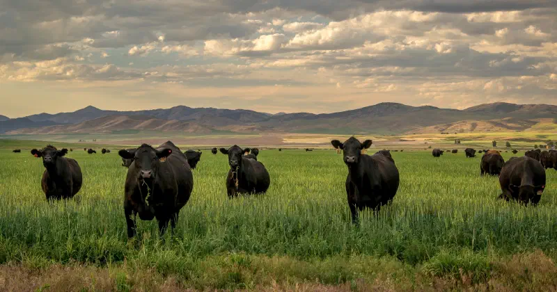 Live webcast of cattle in the sale ring